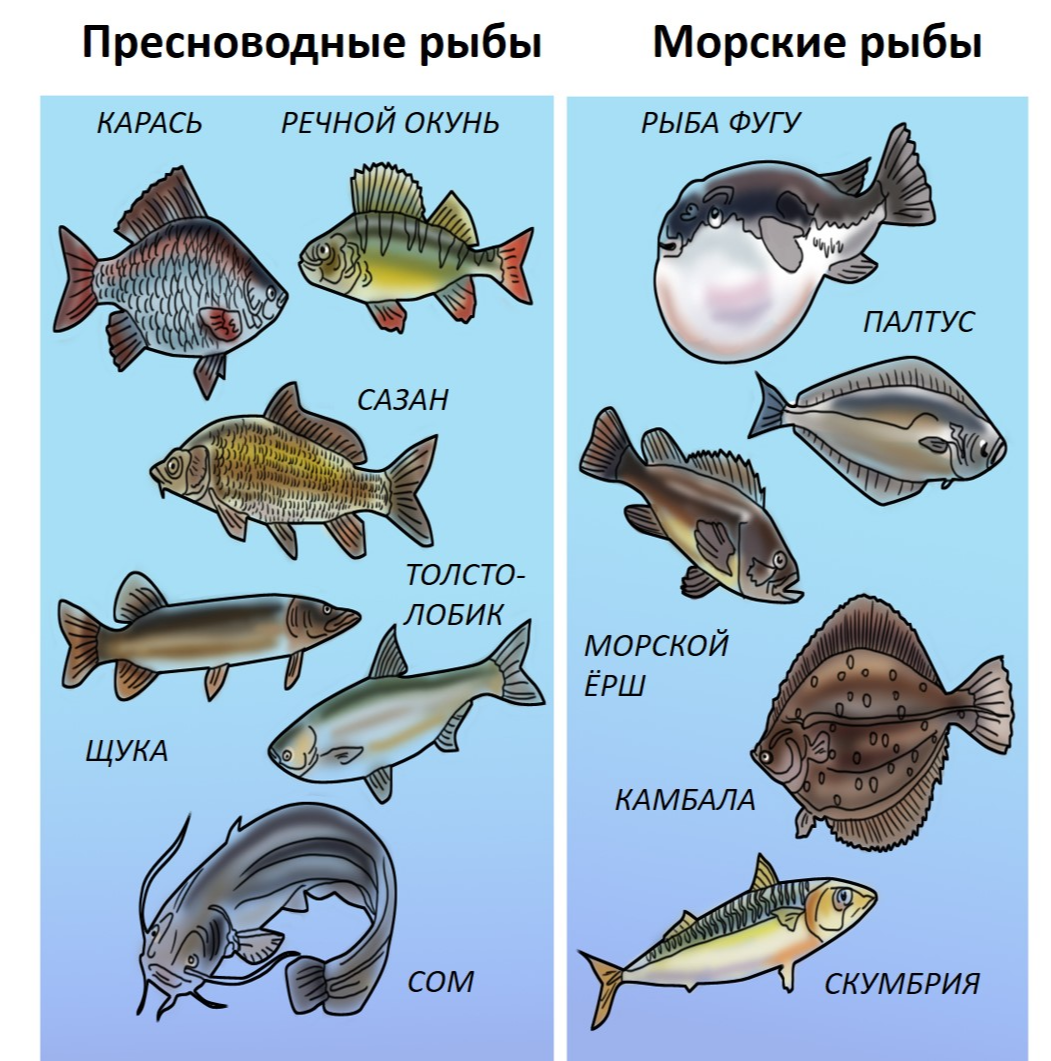 Название рыб. Речные и морские рыбы. Морская рыба названия. Рыбы Пресноводные и морские для детей. Хищные пресноводные рыбы список