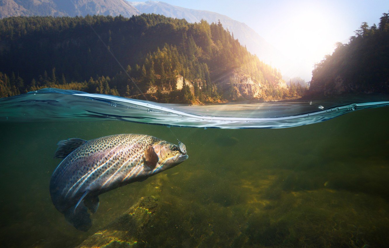 Великолепная шамандра, или рыбалка в водах босфора