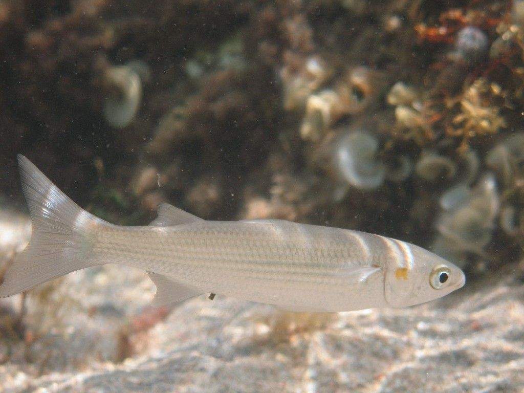 Рыбы черного моря: внешний вид, фото, особенности, интересные факты, среда обитания
