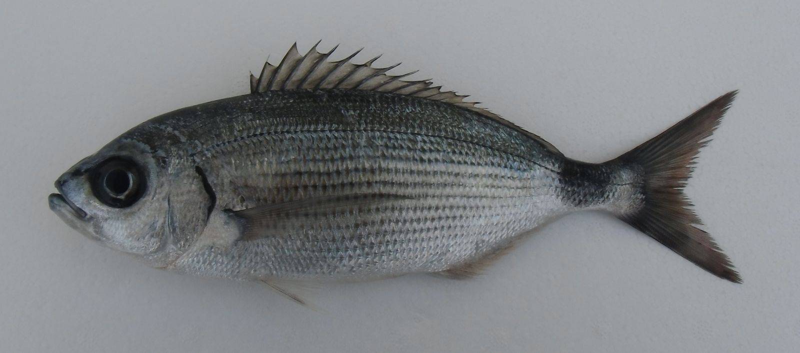 Облада чернохвостая фото и описание – каталог рыб, смотреть онлайн