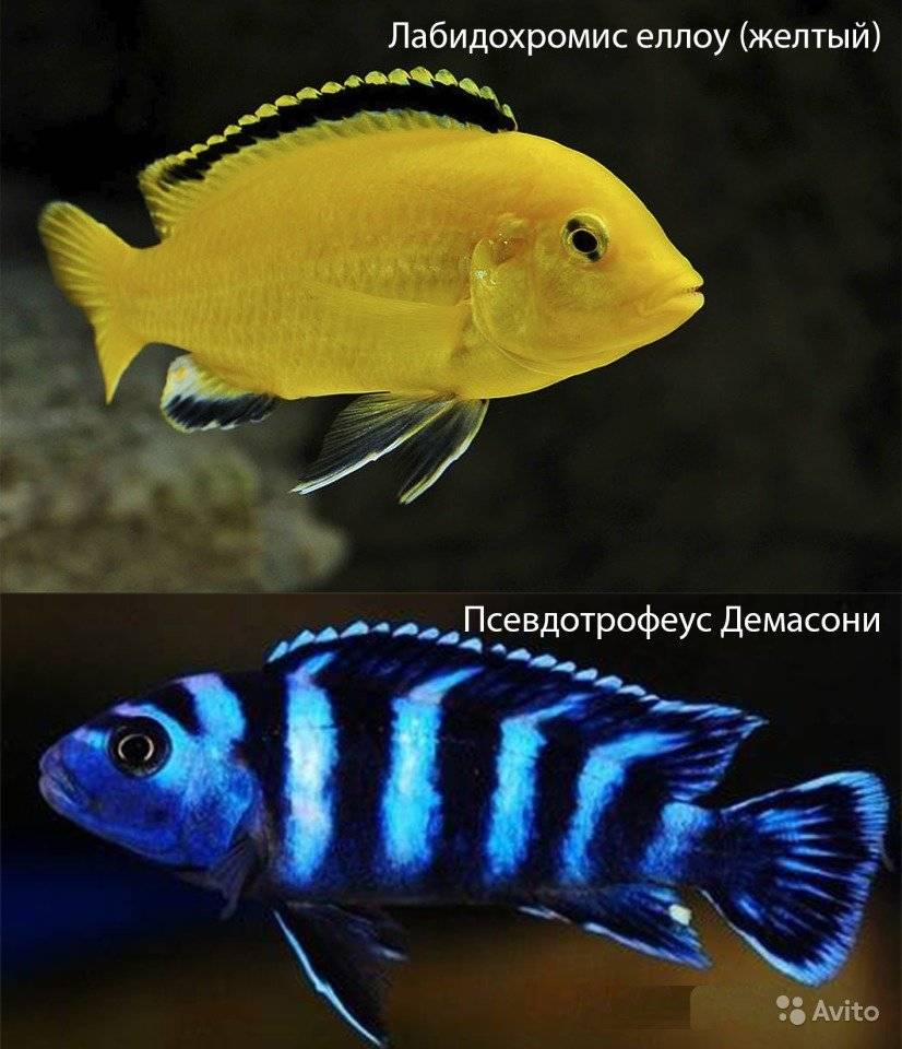 Аквариумная рыбка демасони псевдотрофеус: фото, содержание, совместимость