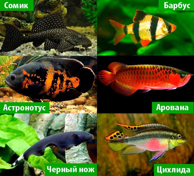 Барбус – содержание, кормление, разведение, виды и возможные болезни - ribulki.ru