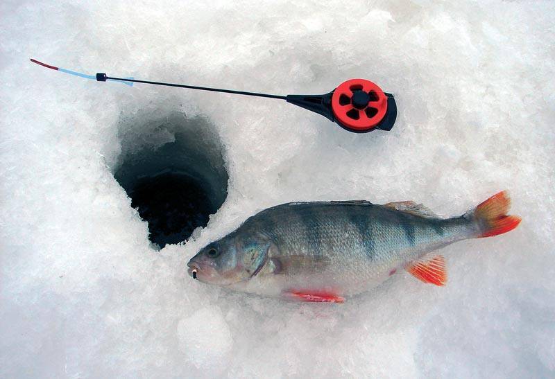 Ловля окуня по первому льду | как нужно ловить?