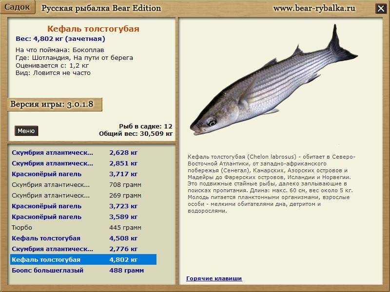 Кефаль черноморская: виды, фото, на что ловить