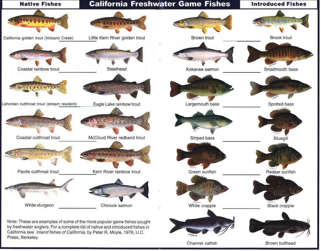 К какой породе рыб относится. Речные рыбы таблица. Название рыб. Речные рыбы названия. Виды речных рыб.