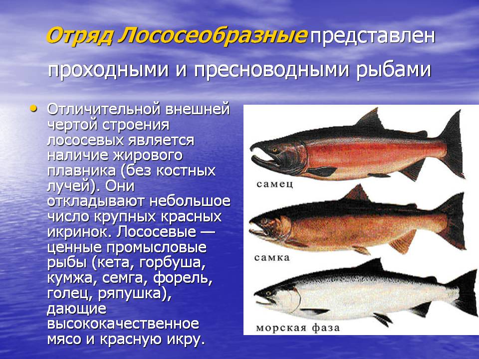Рыбы семейства лососевых: список, фото. Ценная рыба семейства лососевых