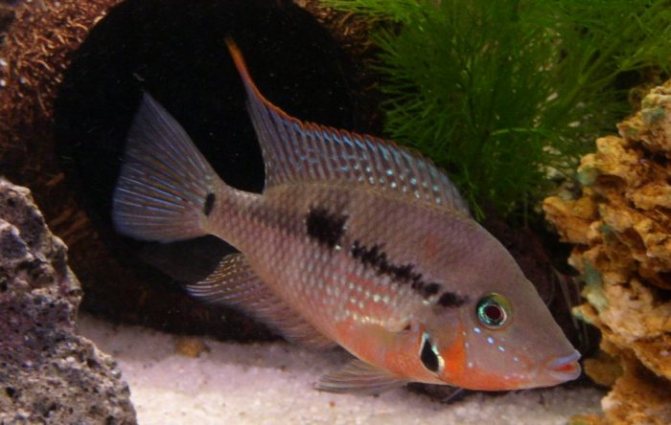 Цихлазома меека или красноротая цихлида аквариумная рыбка