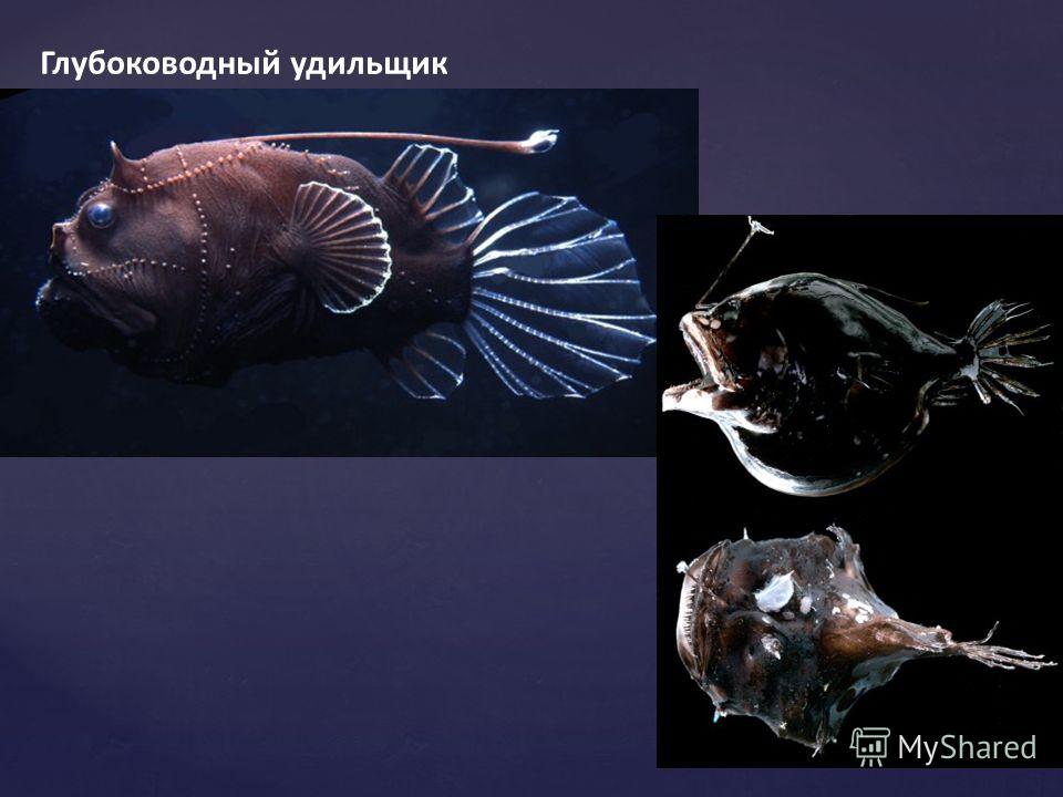 Описание глубоководной рыбы с фонариком на голове — ribnydom.ru