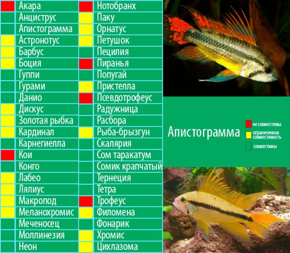 Рыба нож черный: описание, содержание, совместимость, разведение. аквариумные рыбы :: syl.ru