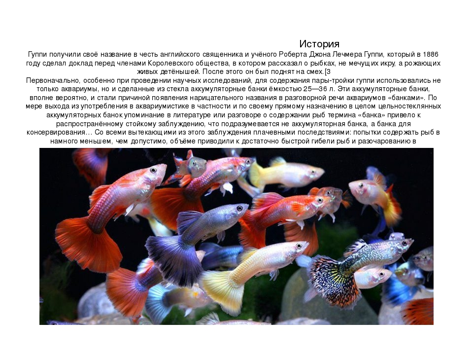 10 правил содержания рыбок и запуска аквариума для новичка