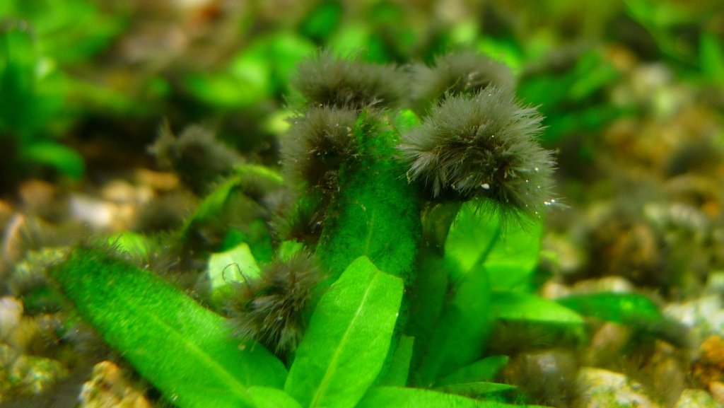 Черная борода – как избавиться от водоросли в аквариуме