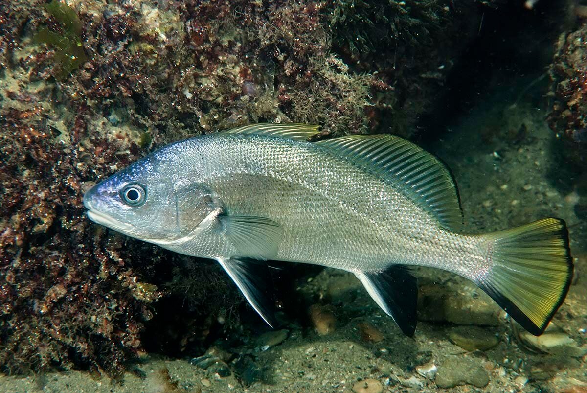 Рыба «горбыль тёмный» фото и описание