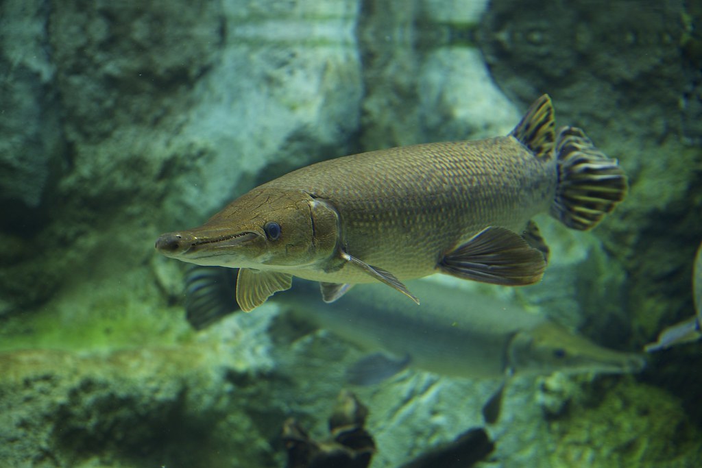 Миссисипский панцирник, или рыба-аллигатор (atractosteus spatula) « николлетто