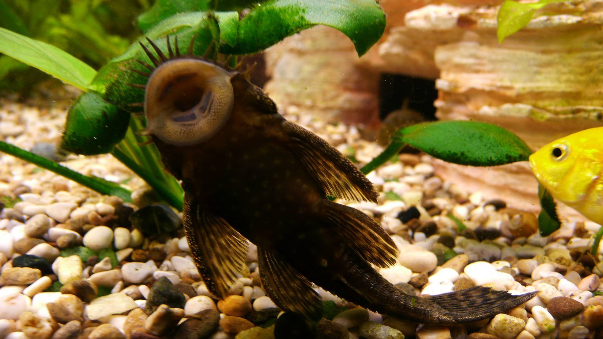 Анциструс обыкновенный аквариумный: содержание и уход, а также фото сомиков