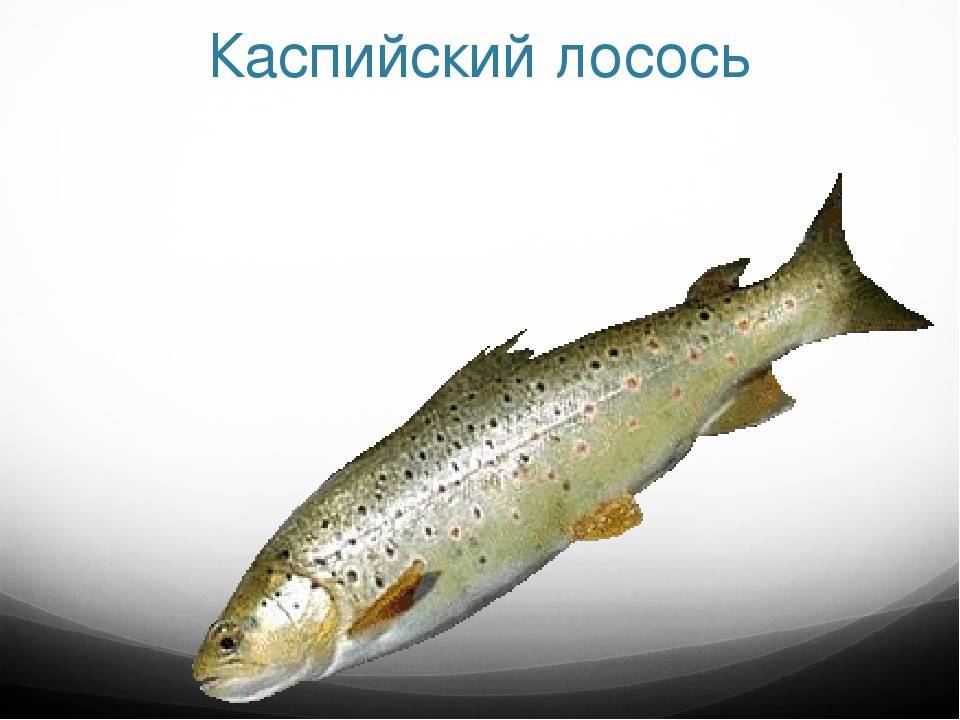 Каспийская кумжа в красной книге россии - красная рыба, ловля