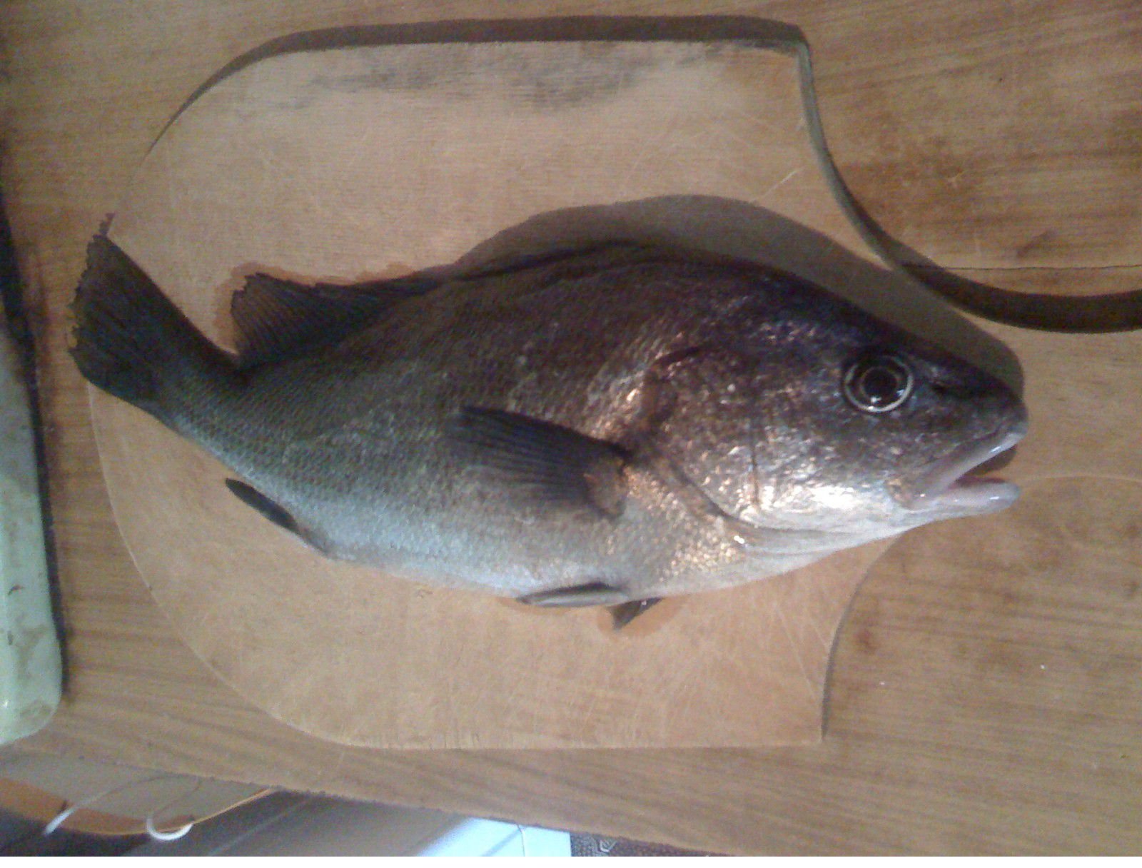 Рыба «горбыль пятнистый» фото и описание